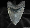 Killer Inch Megalodon Tooth With Stand #576-2